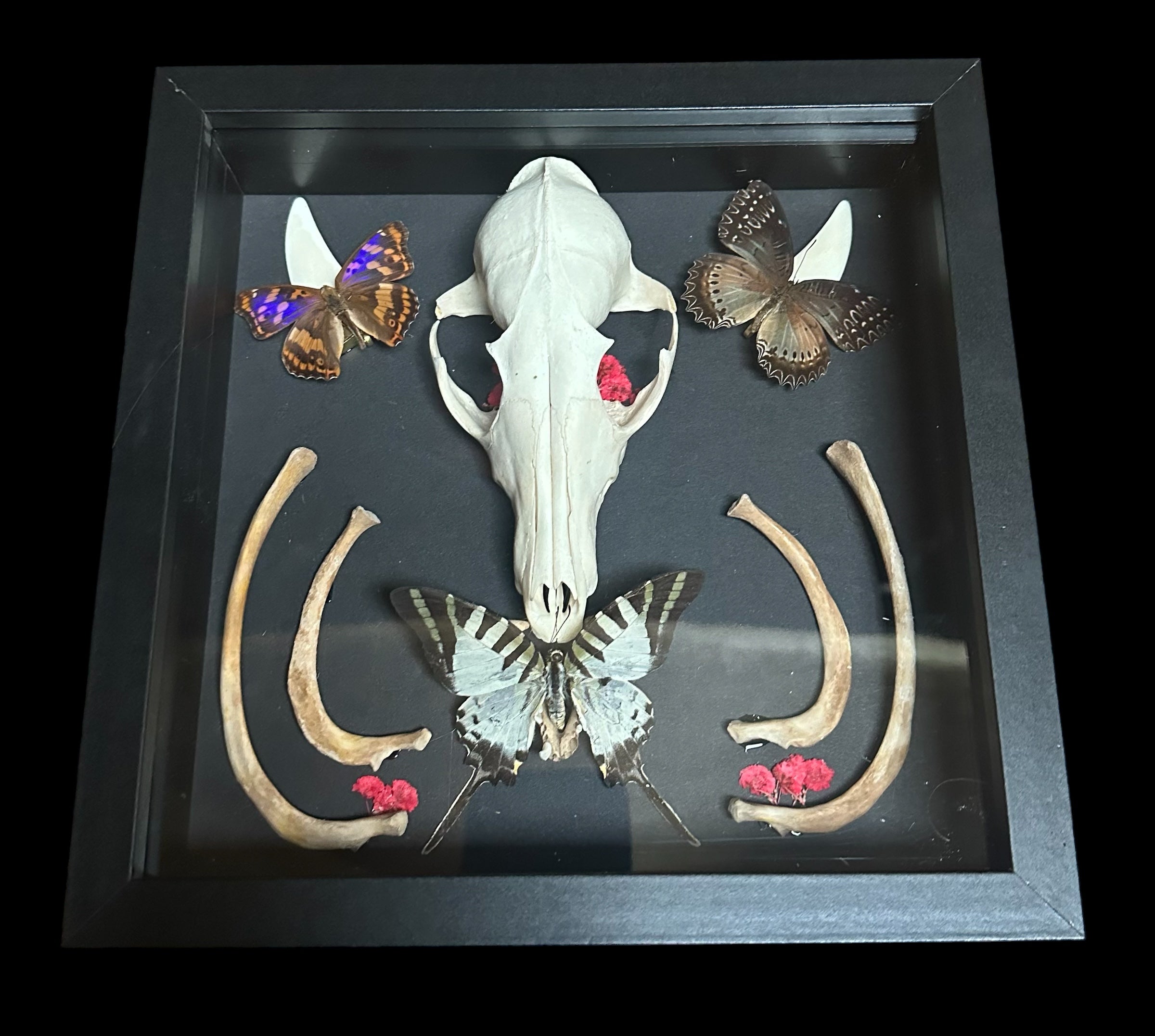 Fox Skull with Butterflies Shadow Box